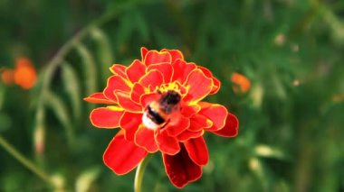 Bumblebee tagetes üzerinde