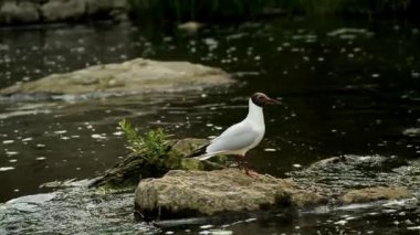 Rivergull