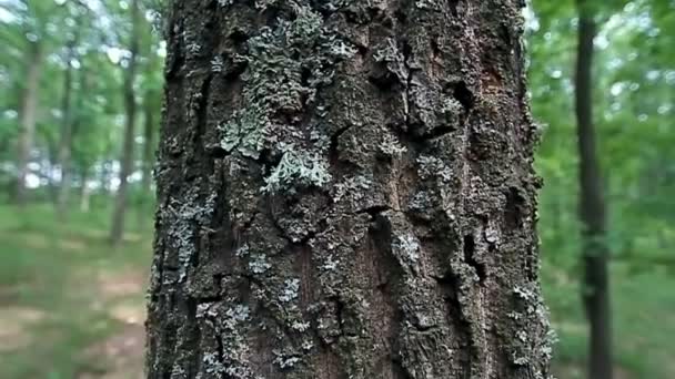 Tronco de árbol — Vídeos de Stock