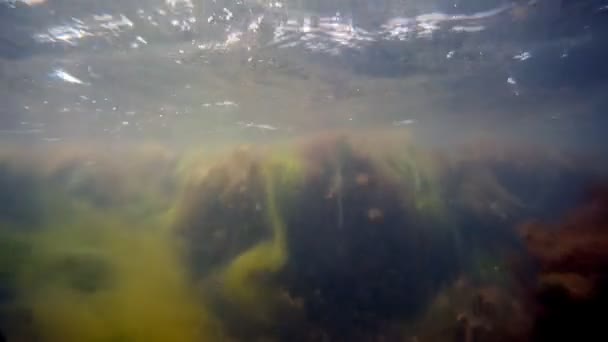 藻类 — 图库视频影像