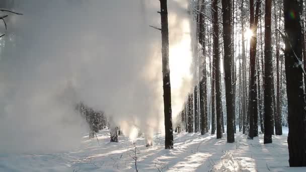 Bosque de invierno — Vídeo de stock