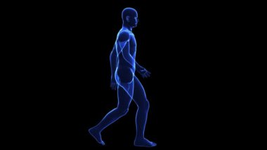 İnsan vücudu Anatomisi: Cilt