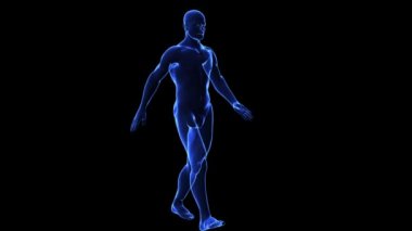 İnsan vücudu Anatomisi: Cilt