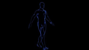 İnsan vücudu Anatomisi: Cilt