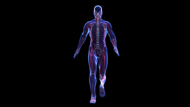 Anatomía: piel, esqueleto, músculos — Vídeo de stock