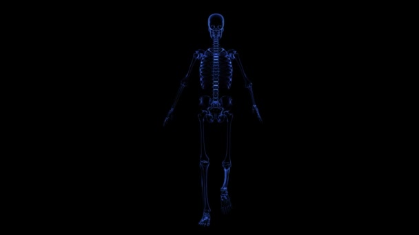 Anatomía: esqueleto — Vídeos de Stock