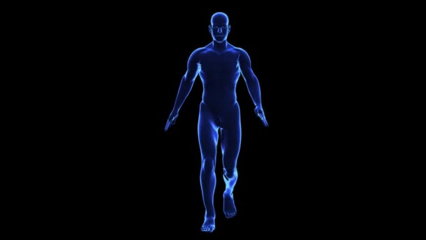 Anatomie du corps humain : peau 