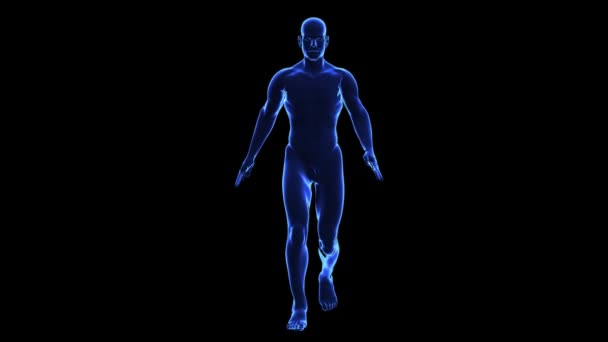 Anatomy of the human body: skin — Stock Video