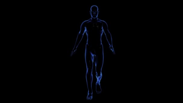 Anatomía del cuerpo humano: piel — Vídeo de stock