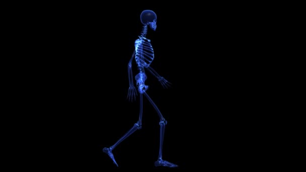 Anatomy: skeleton — Stock Video