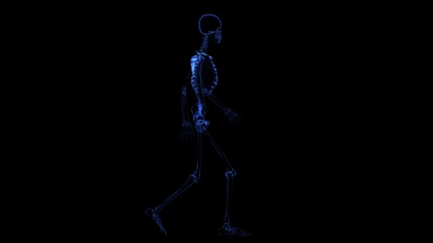 Anatomy: skeleton — Stock Video