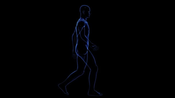 Anatomia do corpo humano: pele — Vídeo de Stock