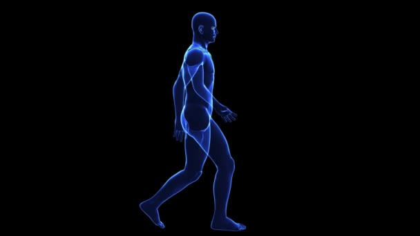 Anatomy of the human body: skin — Stock Video