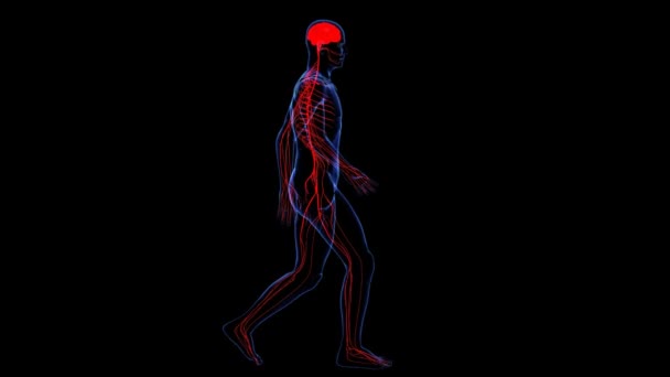 Anatomia: pele e nervoso — Vídeo de Stock