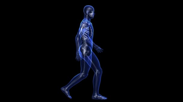 Анатомия: кожа и скелет — стоковое видео