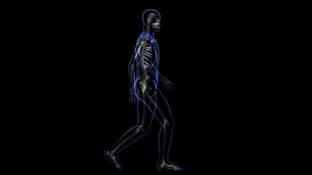 Anatomy: skin and skeleton — Stock Video