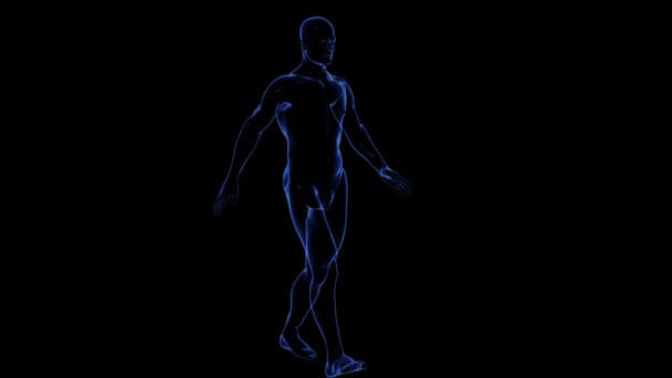 Anatomia do corpo humano: pele — Vídeo de Stock