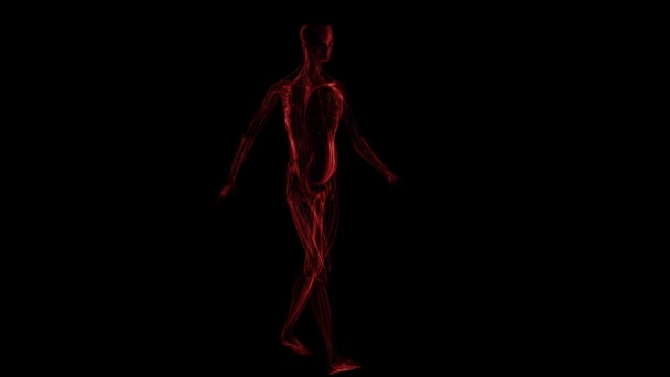 Анатомия: мускулы — стоковое видео