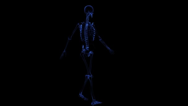 Anatomy: skeleton — Stock Video