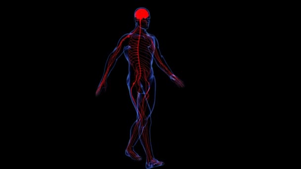 Anatomie : peau et nerfs 