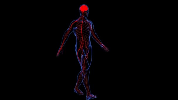 Anatomia: pelle e nervosismo — Video Stock