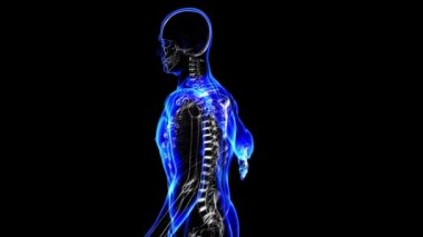 insan iskeleti. döngü