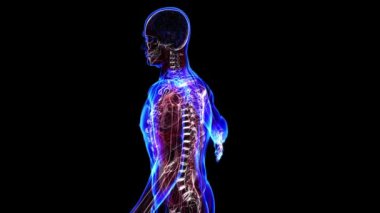 insan iskeleti. döngü