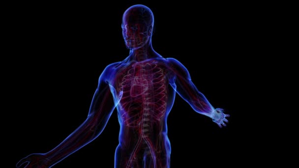 Système circulatoire humain