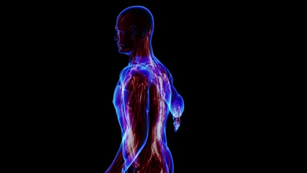 Übergang Körper - Muskulatur - Körper. Schleife — Stockvideo