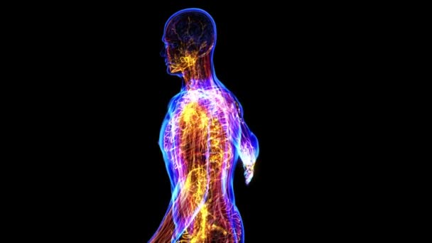 Système lymphatique mettre en évidence. Boucle 