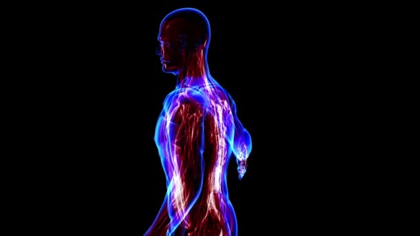 Système respiratoire humain 