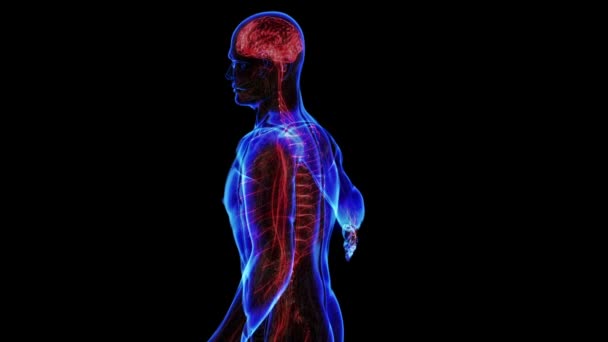 Système nerveux humain. Boucle 