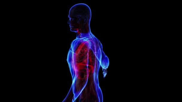 Surlignement du système respiratoire. Boucle 