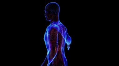 geçiş body - üriner sistem - vücut. döngü