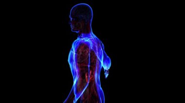 geçiş body - üriner sistem - vücut. döngü