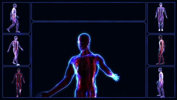人体的所有系统。肌肉系统突出显示。循环 — 图库视频影像