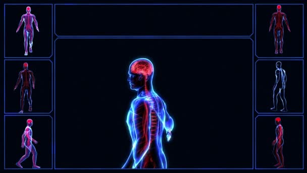 Menschliches Nervensystem — Stockvideo