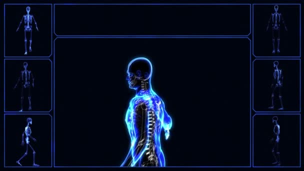 Скелет людини — стокове відео