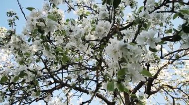 İlkbaharda elma çiçeği