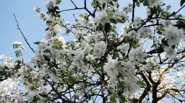 İlkbaharda elma çiçeği