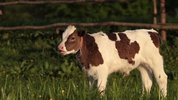 小牛上放牧 — 图库视频影像