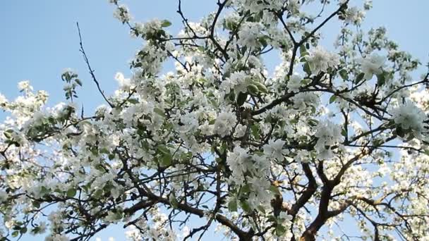 Apple blossom in spring — Stock Video