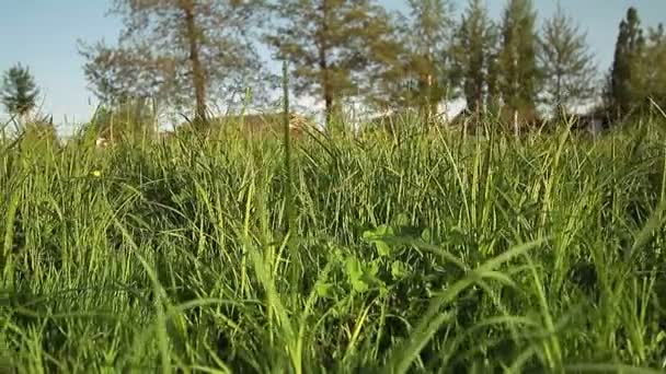 Gras achtergrond — Stockvideo