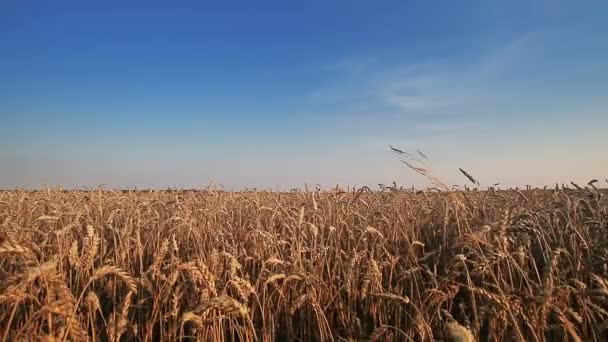 Campo de trigo — Vídeo de stock