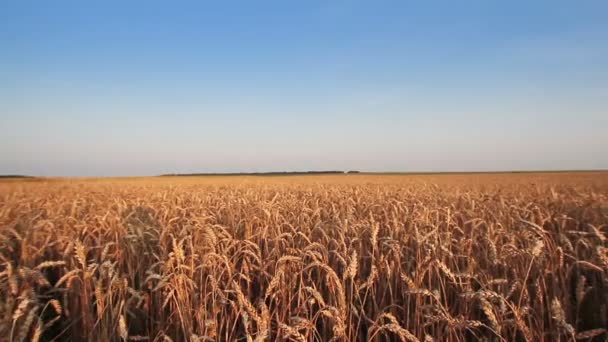 Campo de trigo — Vídeo de Stock