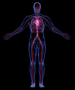 Human skeleton and Circulatory System clipart