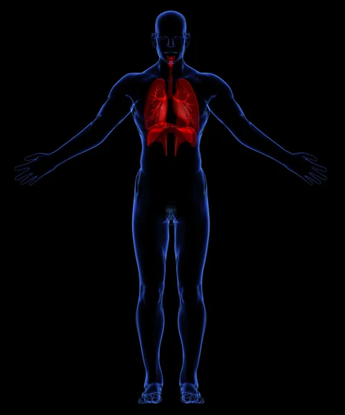 Układ oddechowy człowieka — Zdjęcie stockowe