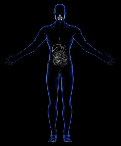 Sistema digestivo humano — Foto de Stock