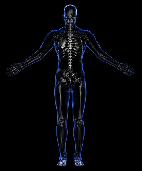 Anatomy: skin and skeleton — Stock Photo, Image