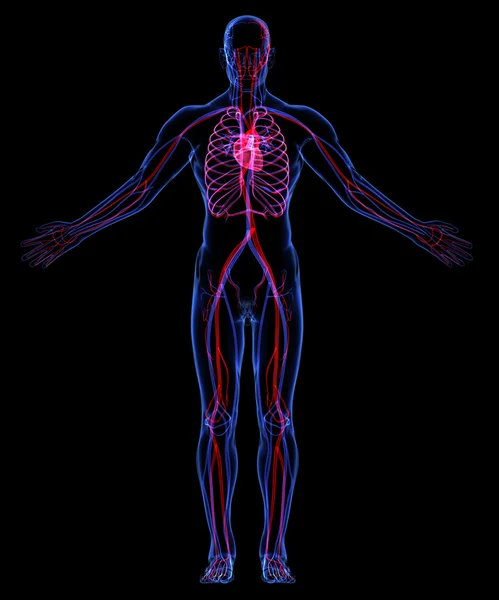 Sistema circulatório humano — Fotografia de Stock